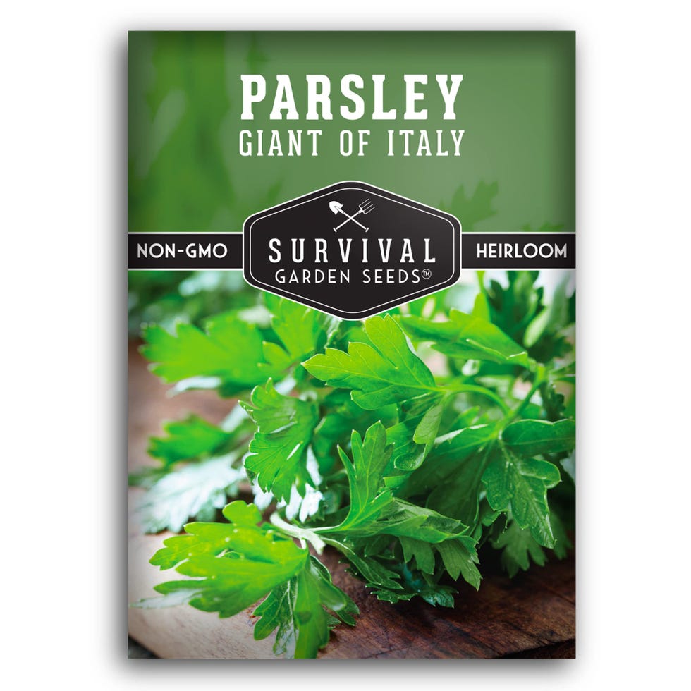 Giant of Italy Parsley