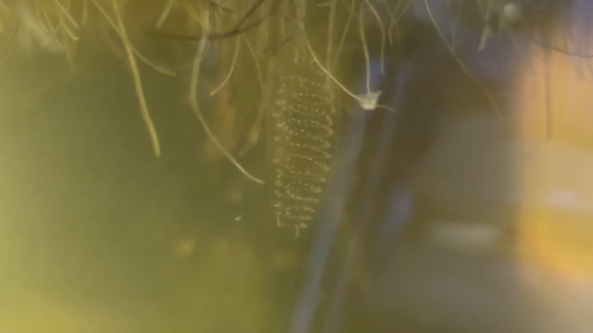 Hi guys!!!! i found this in my jar and i’m not sure what it is.. i think it looks so cool tho!!