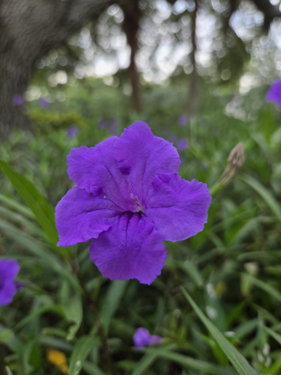 Mexican Petunia