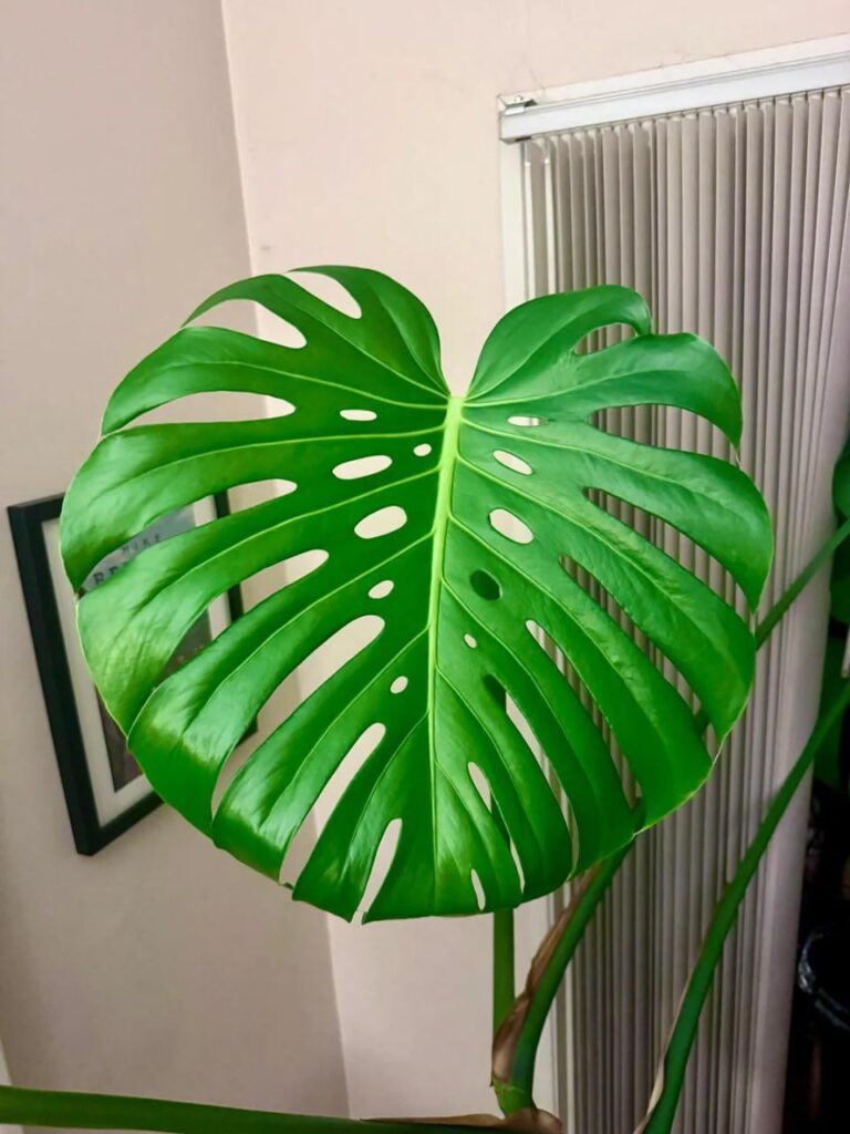 Monstera put out the most perfect leaf I have ever seen