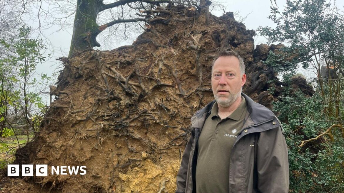 Storm Goretti decimates famous gardens in Cornwall Gary Long stands in front of a huge root ball of a tree which has fallen. He looks serious. He has short brown and grey hair and a grey beard. He is wearing a Trewithen-branded top under a wax jacket.