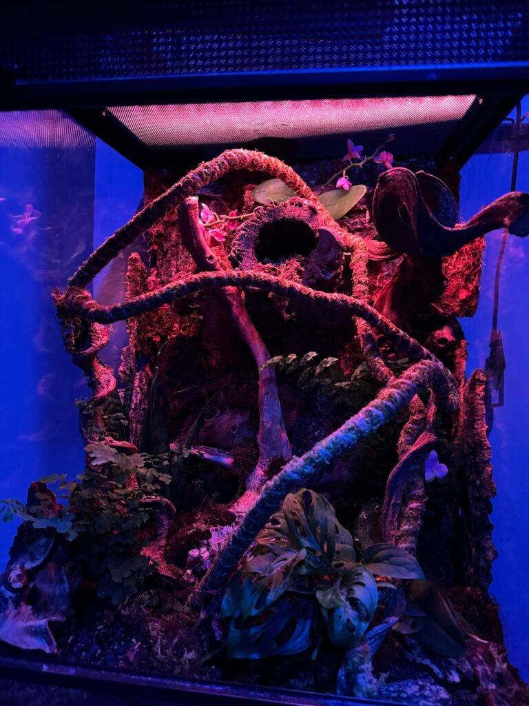 First Vivarium Build