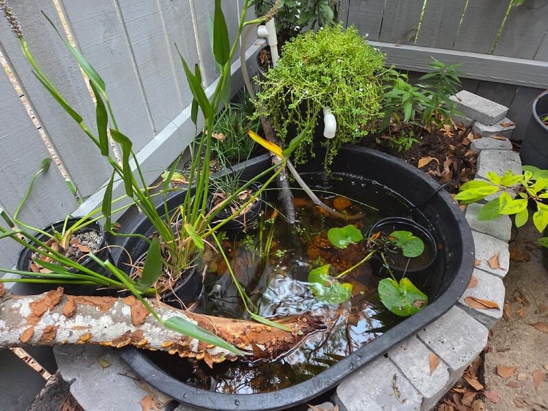 On the subreddit r/NativePlantGardening, a Redditor shared before-and-after photos of their native pond garden after just one month.