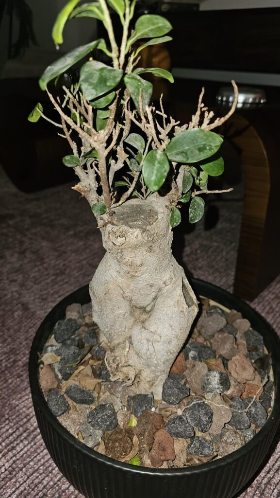 Need help with styling and pruning