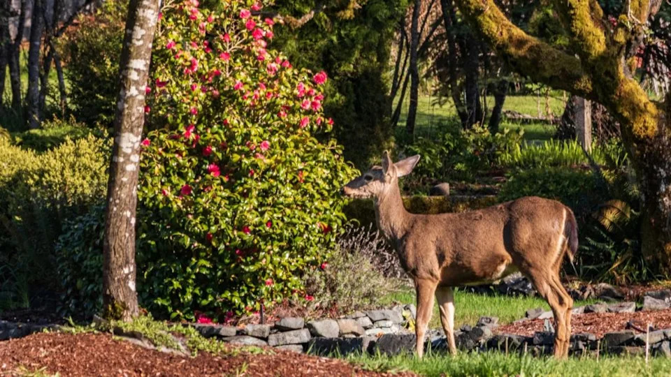 deer in beautiful garden