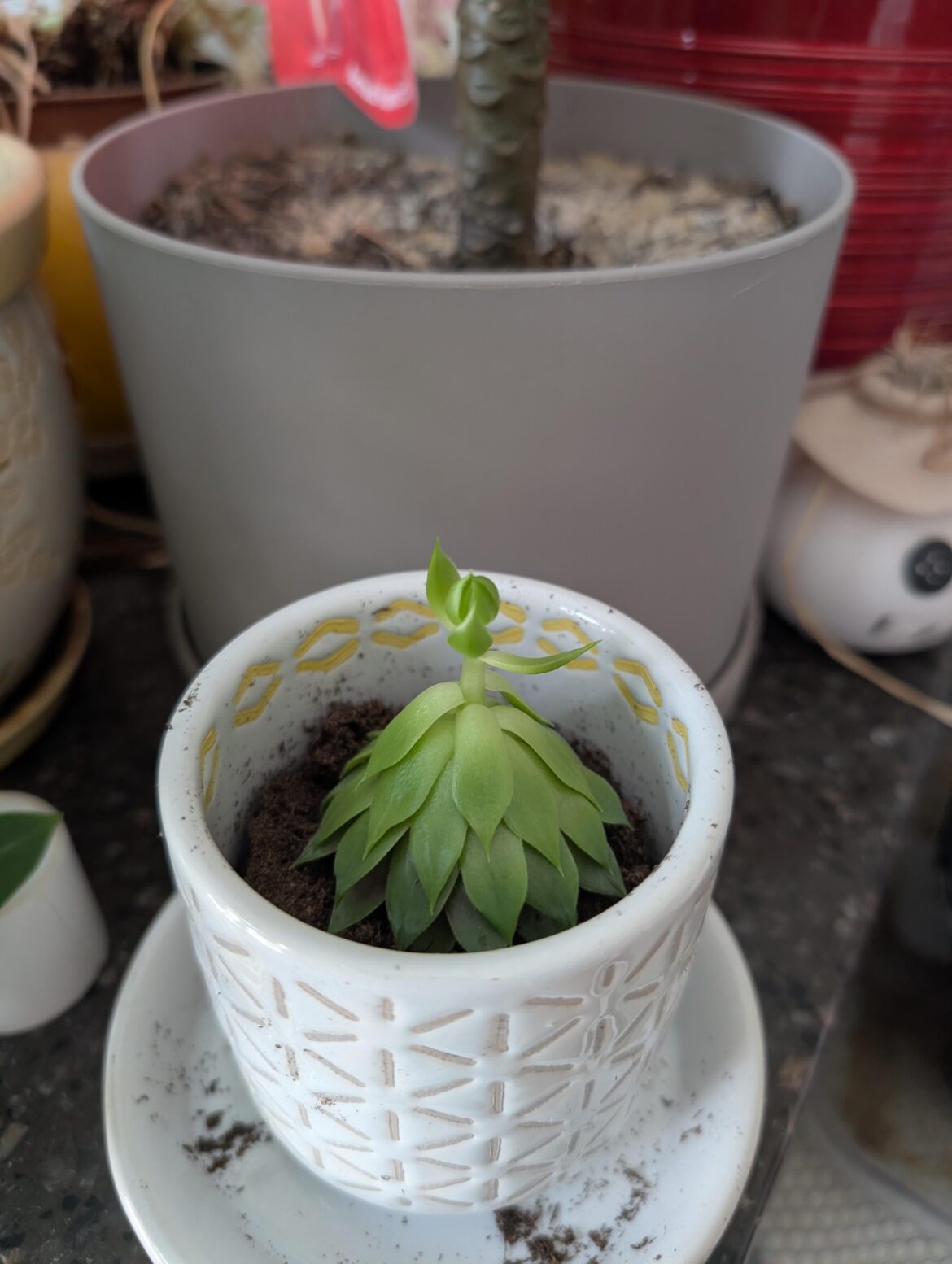 Too much water? Not enough light? Help!