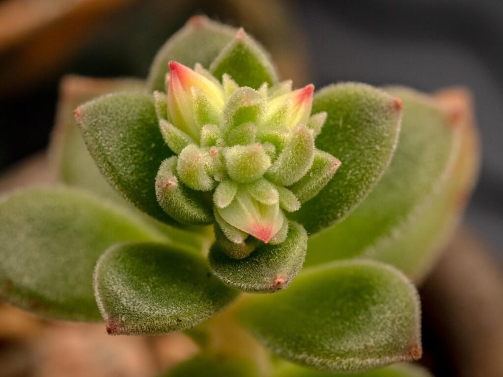Is it about to bloom or?.. Is it about to bloom or?..