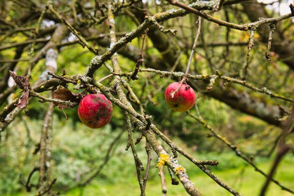 Diseased apples hanging on tree branches in autumn orchard close up Diseased apples hanging on tree branches in autumn orchard close up