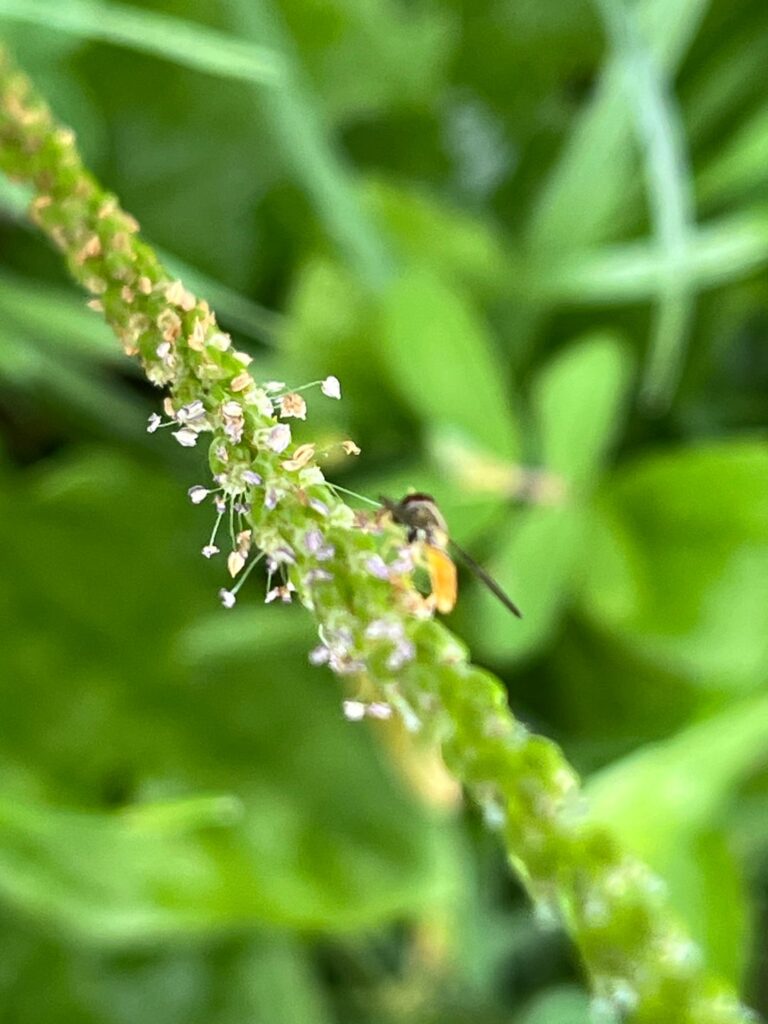 Plantago rugelii native plantago species
