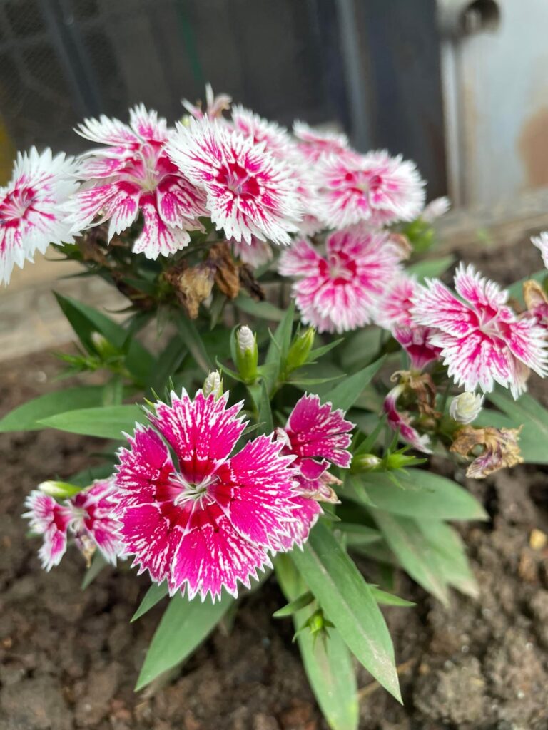 Just a little something I found really pretty, not sure what they’re called though