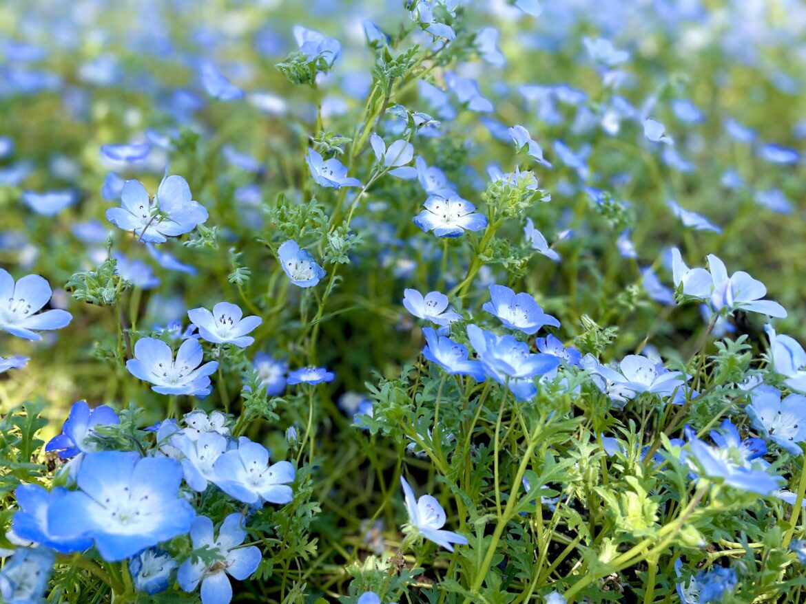 Infinite shades of blue. 💙 Baby Blue Eyes (Nemophila) in full bloom