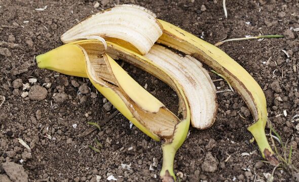 Domestic Compost with Food Waste, Banana peels on dirt, great composting ingredient