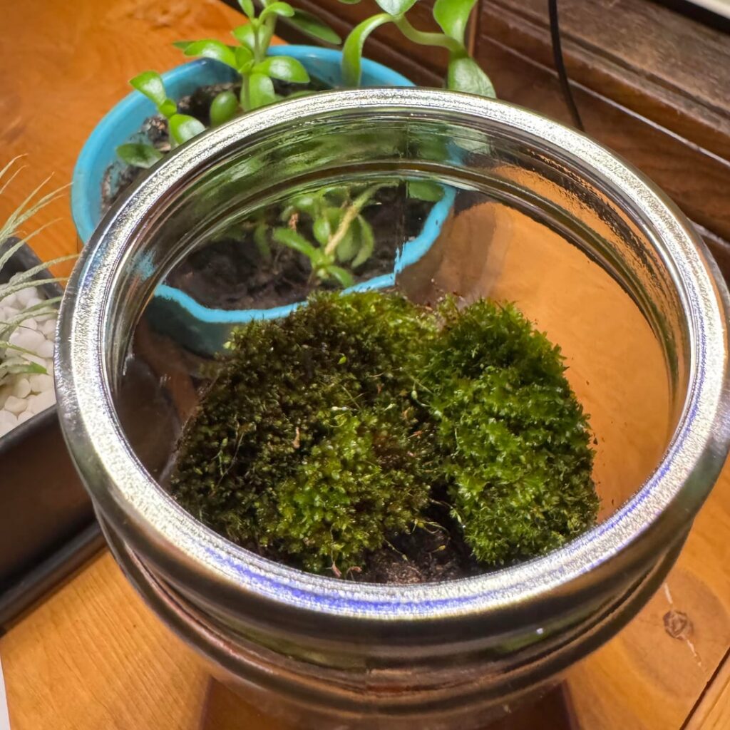 First Terrarium (and questions)