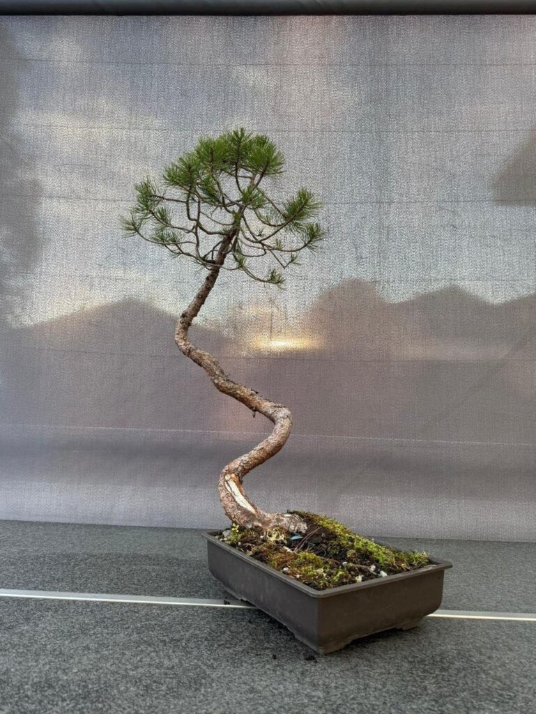 Mugo Pine (before/after)