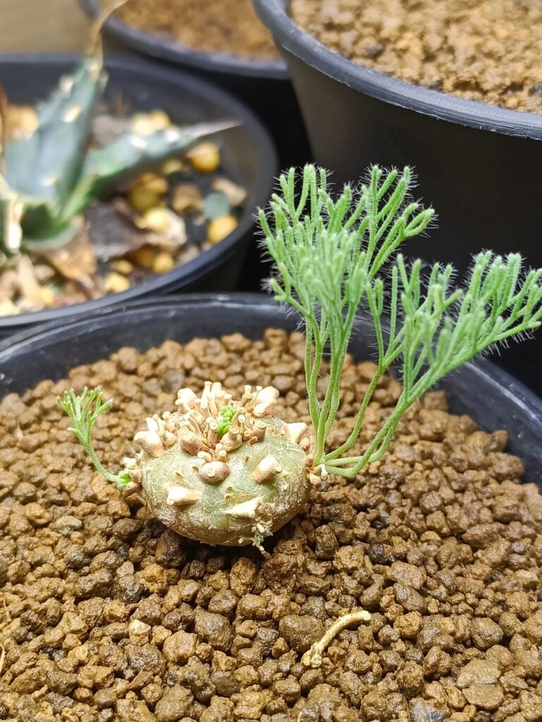 Sarcocaulon peniculina 1.5 month later: