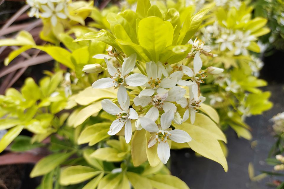 Choisya ternata ‘Sundance’. Photo: Getty