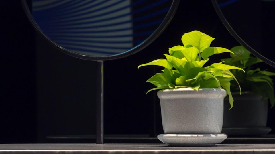 Golden pothos(Epipremnum aureum) in a porcelain pot on bathroom counter next to mirror with copy space. Devil's ivy is one of air-purifying houseplants.