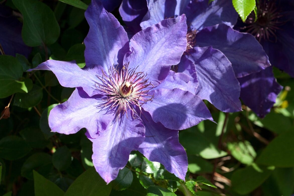 Gardening expert reveals their beginner’s guide to pruning clematis Gardening expert reveals their beginner’s guide to pruning clematis