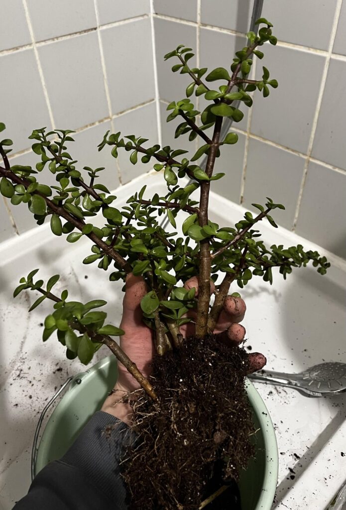 I have newcomers to show you I have newcomers to show you