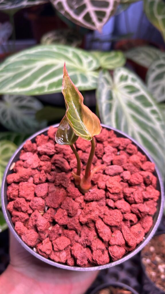 Growth I've been waiting🤩🌱