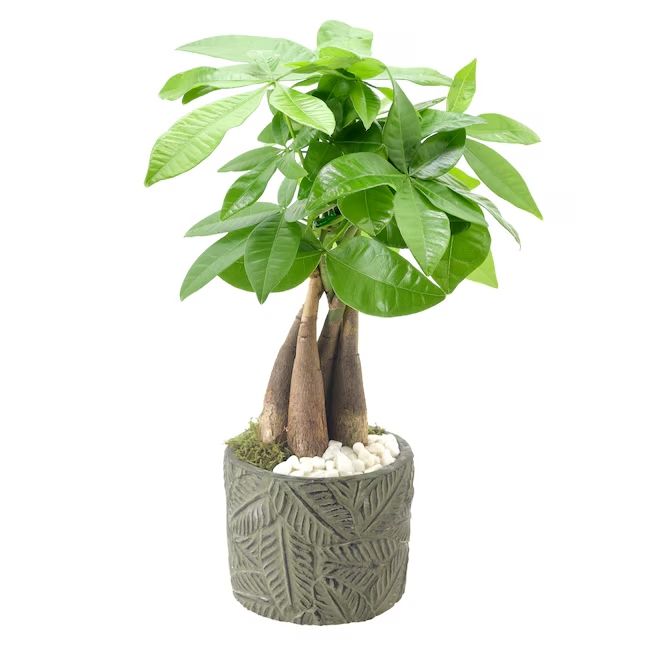 Lowe's bonsai money tree