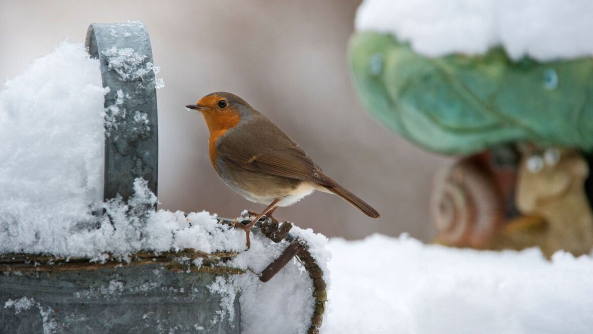 5 easy winter wildlife projects to do with the kids