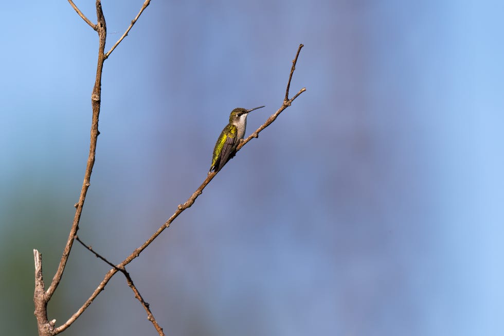 Female ruby-throated hummingbird on a tree branch do you need a hummingbird feeder heater