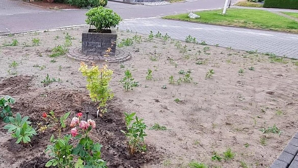 Homeowner shares stunning before-and-after photos of garden transformation: 'So incredibly lovely'