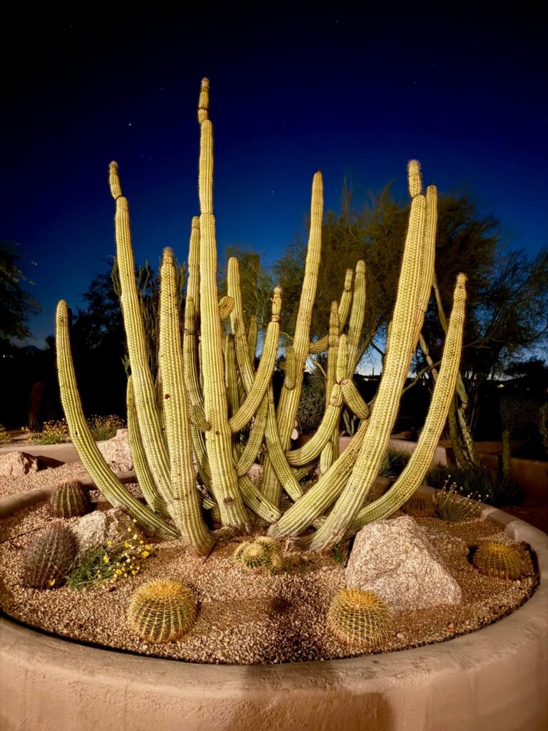 First time visiting Scottsdale and I’m in love
