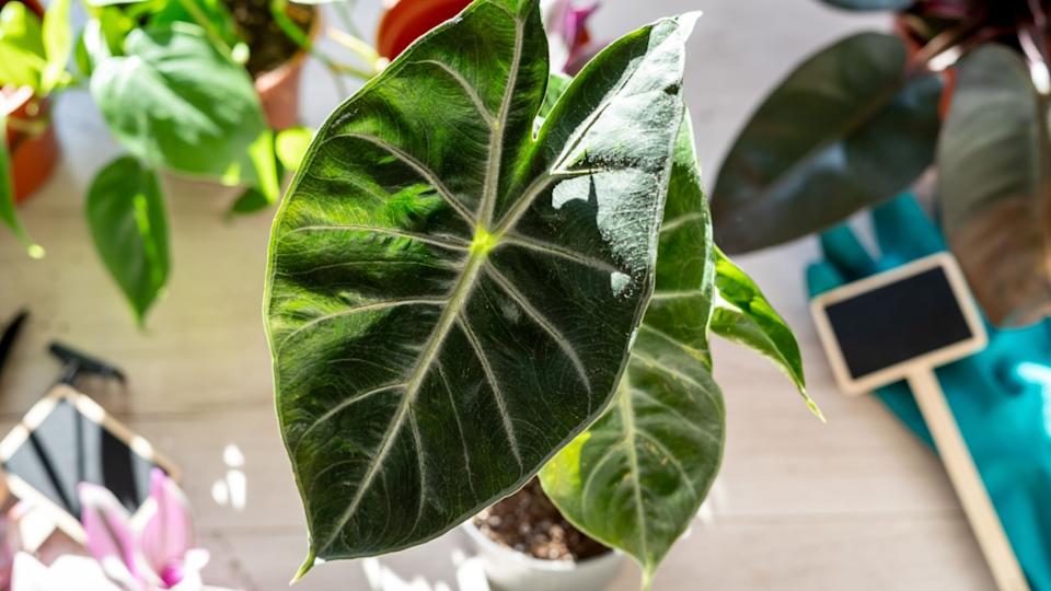 Gardening tools on the table. Potting plants at home. Indoor garden, house plants. Hobby, still life with plants. Alocasia close up