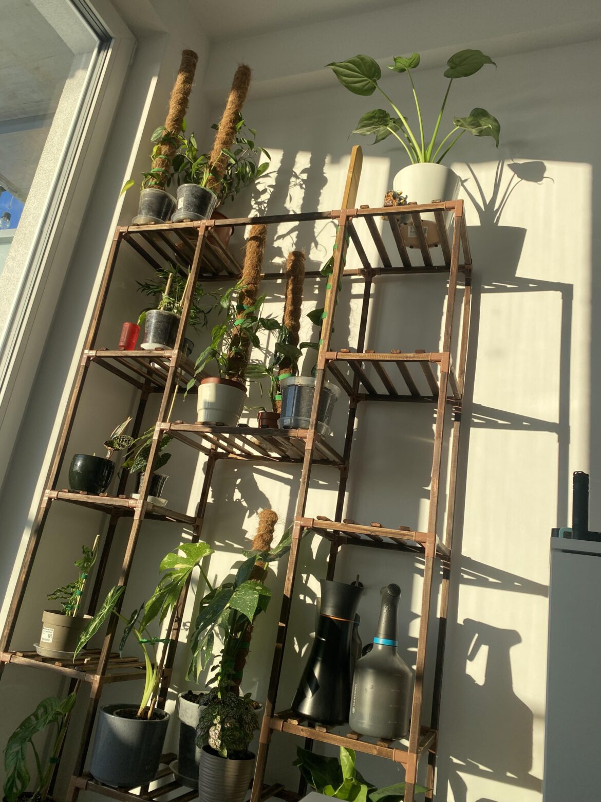 My little jungle <3