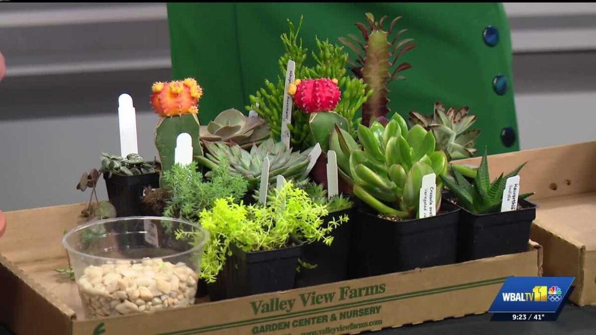 Talking cacti vs succulents on Sunday Gardener