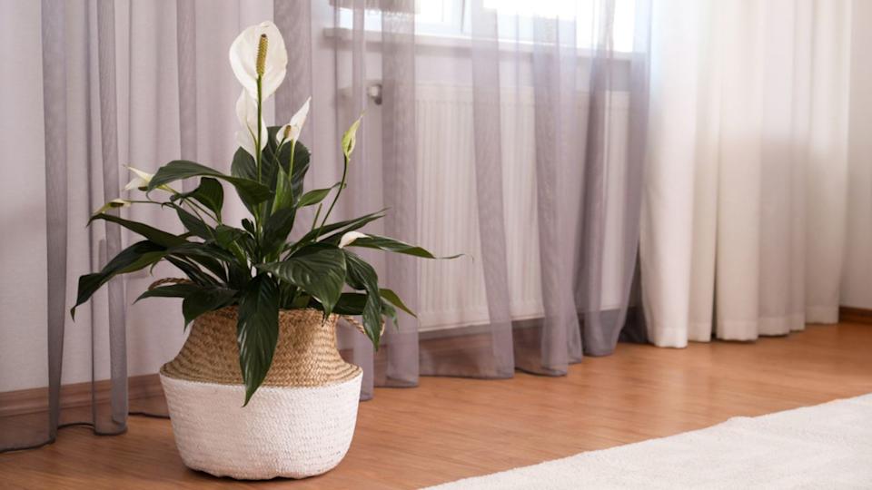 Beautiful peace lily in wicker pot near window indoors. Interior design idea