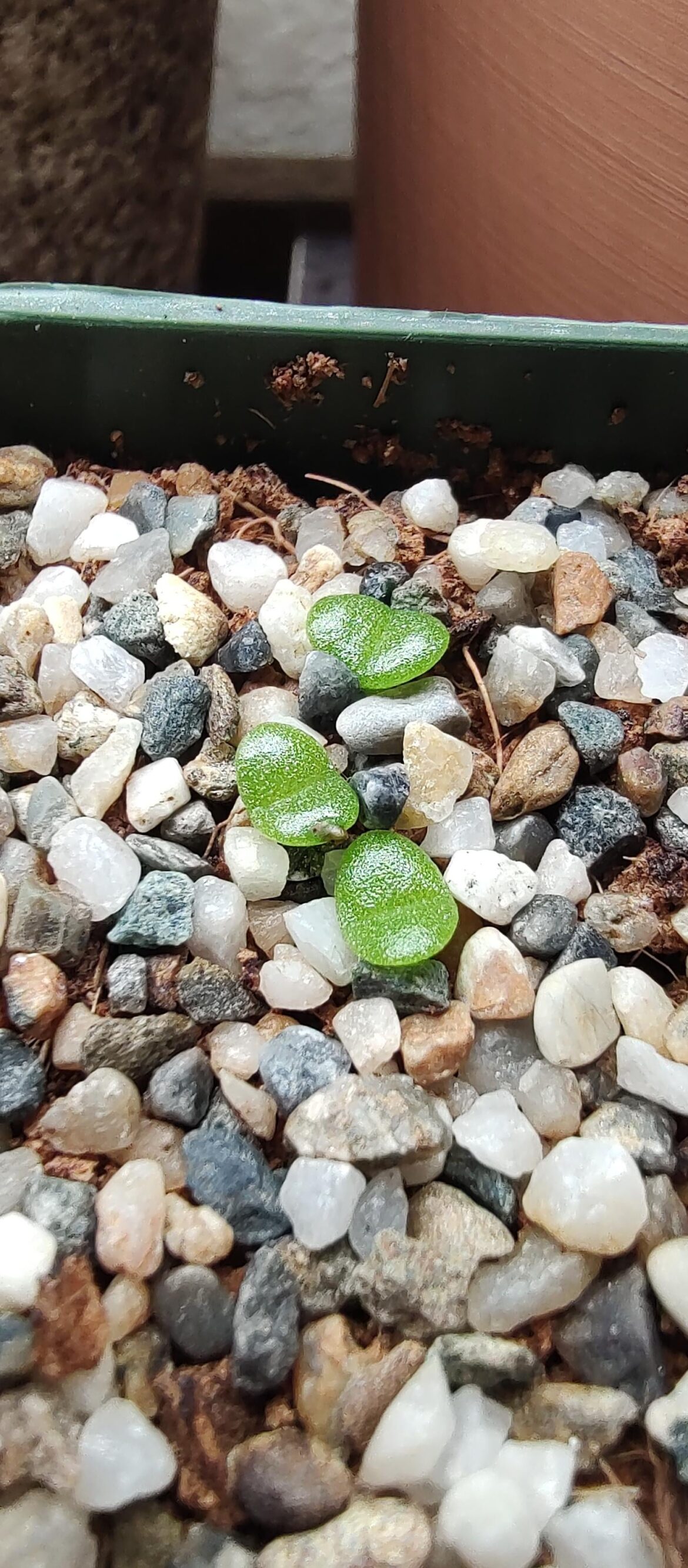 Monilaria moniliformis seedlings! Love that bright green
