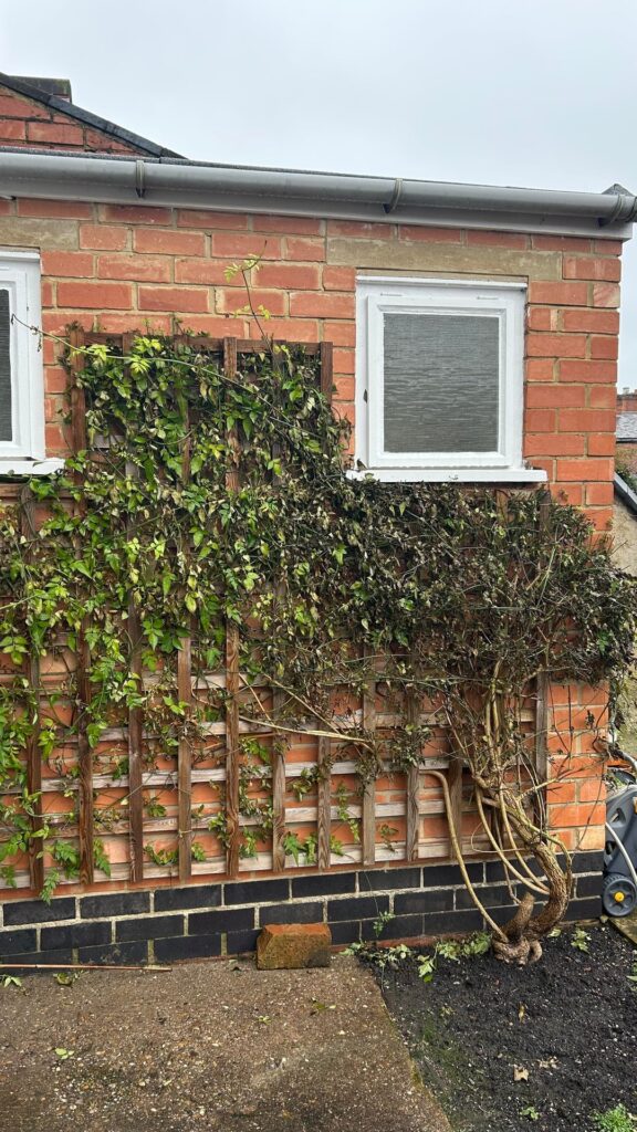 Help! Plant identification / Disease??