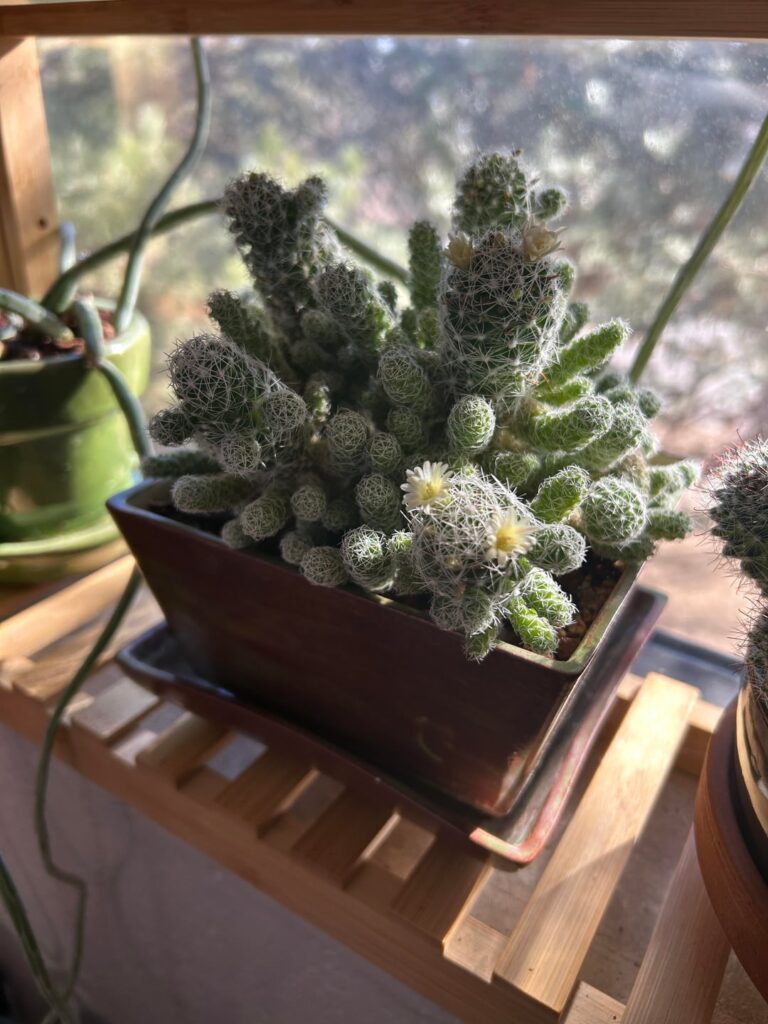 2 degrees Fahrenheit out and Mammillaria gracilis is blooming at room temp inside