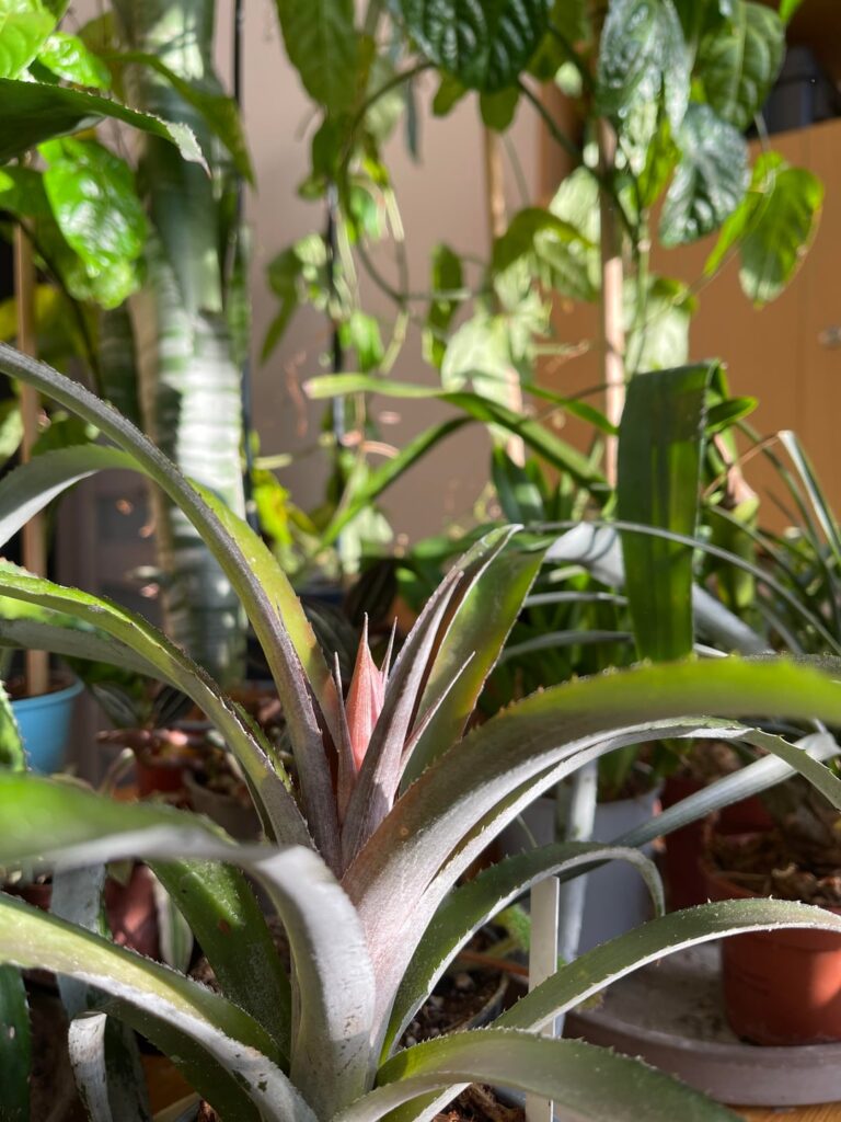My Cryptbergia Rubra is gonna blossom soon