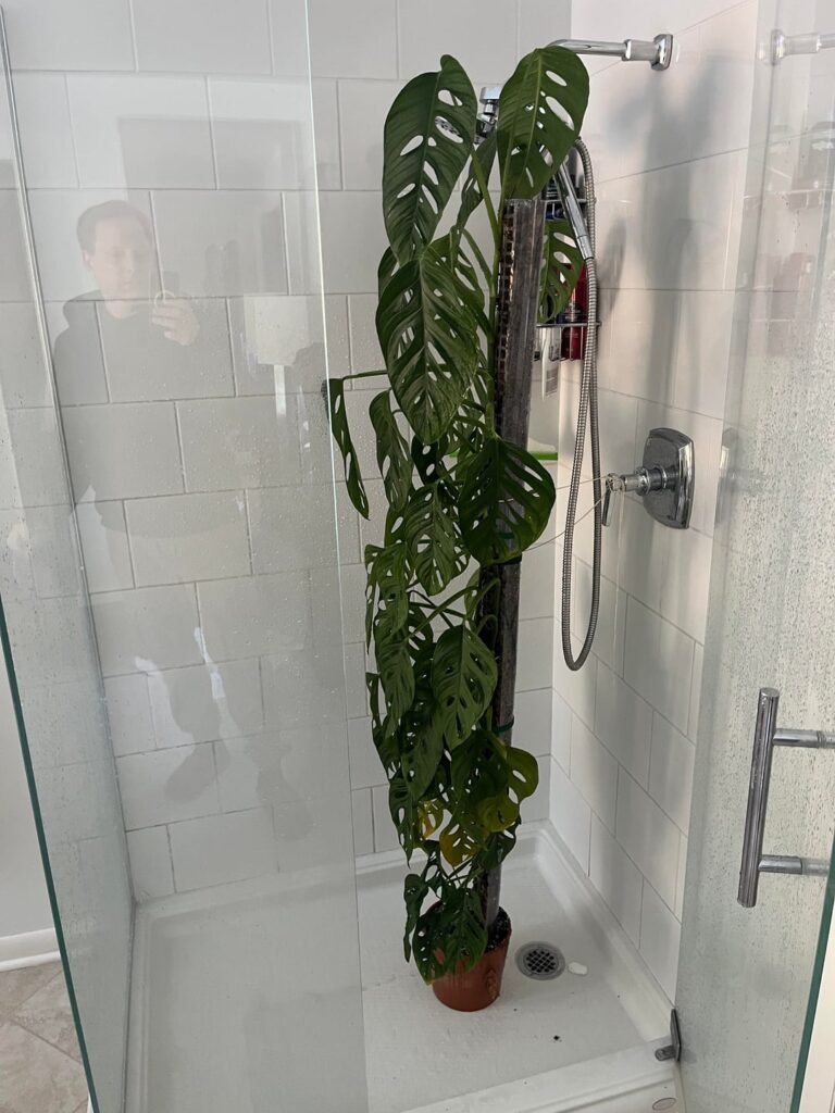 Getting ready to chop adonsonii