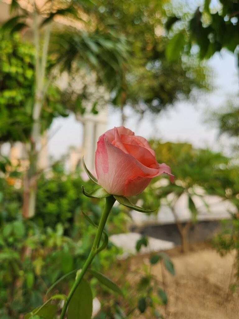 Pink Rose 1 or 2 😍 ??