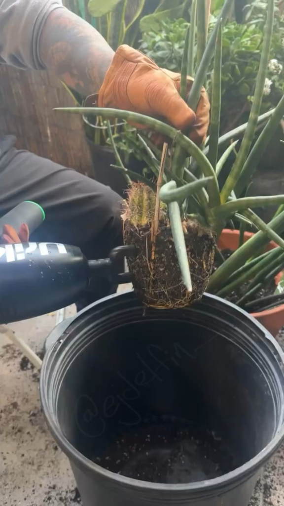 Life Pro Tip: Massage Gun to remove soil from roots before replanting.