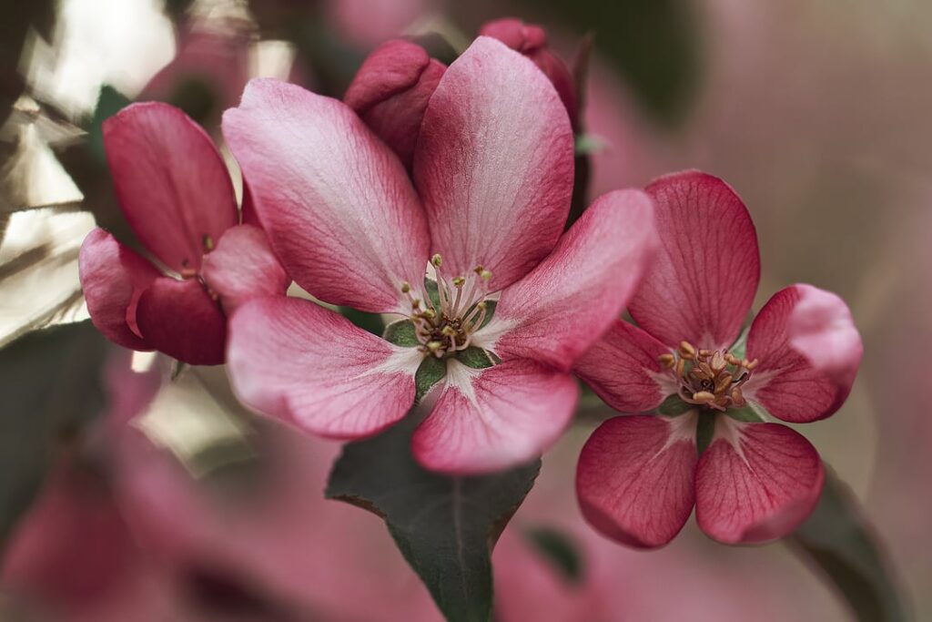 Apple tree flowers
