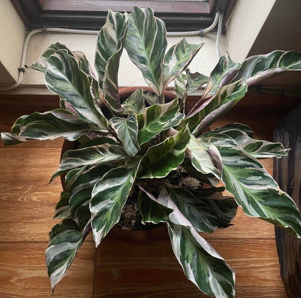 Help with my Calathea, please! Is it getting too much or too little water? 😖 Help with my Calathea, please! Is it getting too much or too little water? 😖