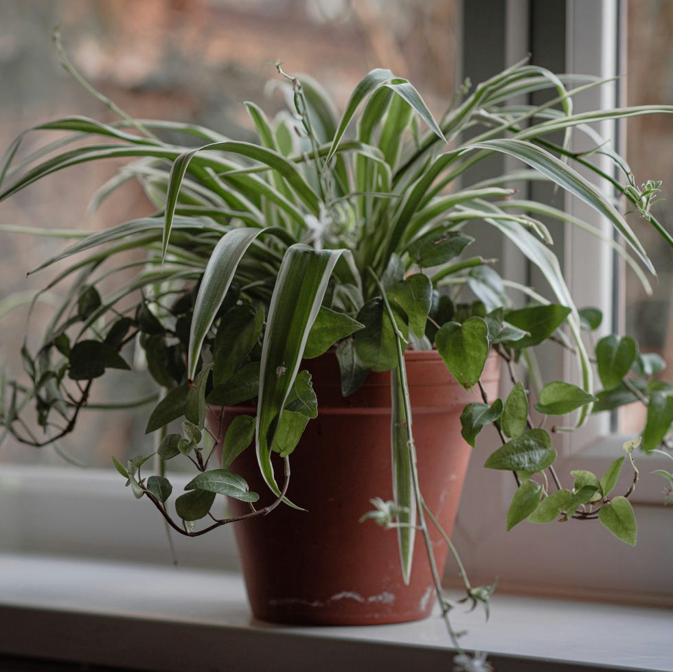 spider plant spider plant