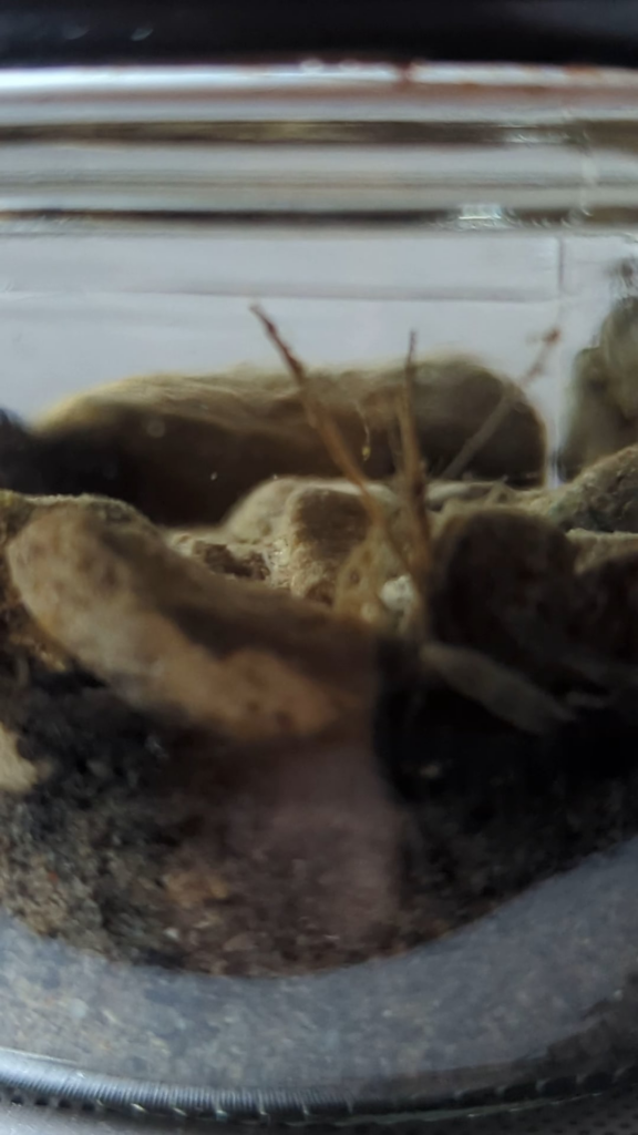what Is this worm thing?