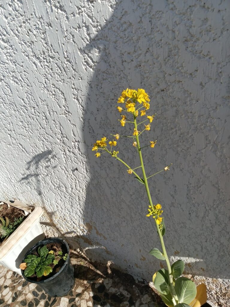 I think a plant with small flowers is the cutest.