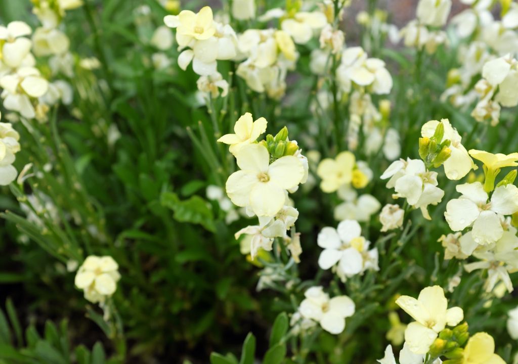 The white wallflower has historically been associated with Mediterranean gardens and European cemeteries due to its intense fragrance and high tolerance to cold.