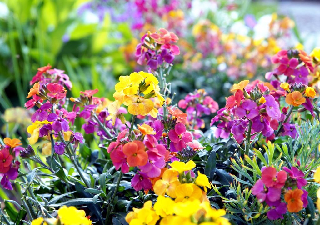 Violet wallflower varieties contain higher concentrations of aromatic oils, which explains why they are often the most fragrant and the preferred choice for ornamental pot cultivation.