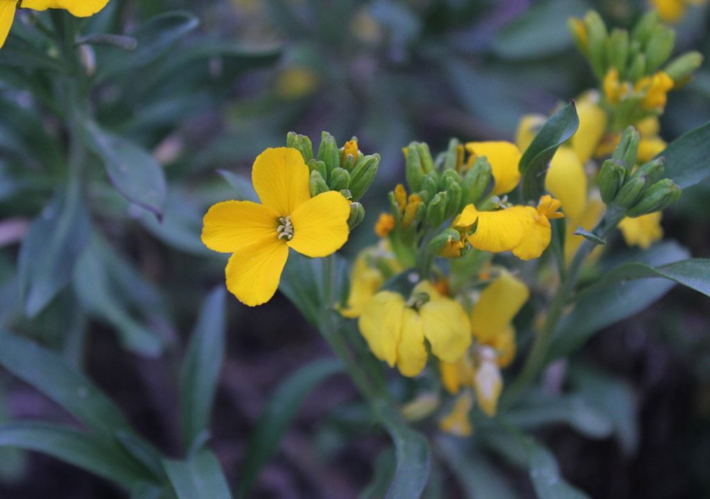 The yellow wallflower is one of the most resistant varieties to wind and sudden temperature changes, which is why it is commonly used in exposed garden beds.