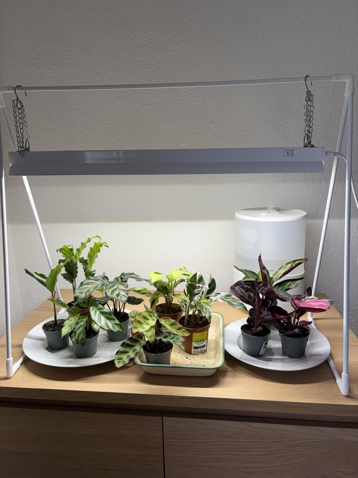 My Calathea corner, asking for advice!