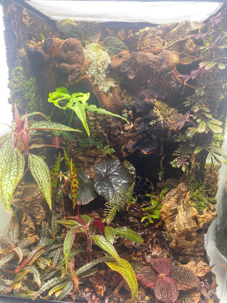 Viv for giant Australian mantis has settled in